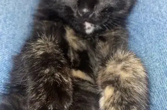 Chaton perdu à Bayonne, contactez-nous - photo
