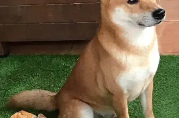 Perros perdidos, Zaragoza, foto: Perro perdido: Shiba anaranjado en Zaragoza