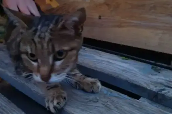 Animaux trouvés Palaja, photo: Jeune chat calme trouvé amaigri à Palaja