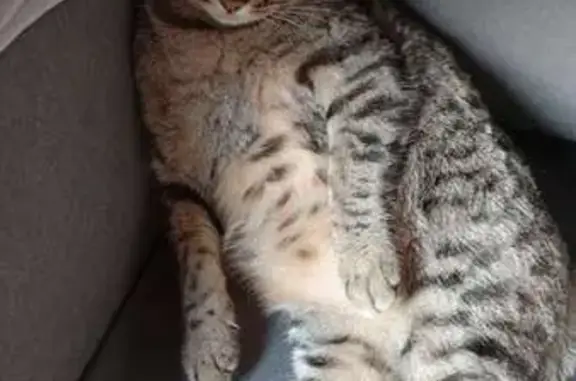 Chat perdu, Parentis-en-Born, photo: Chat européenne mouchetée perdue, Parentis