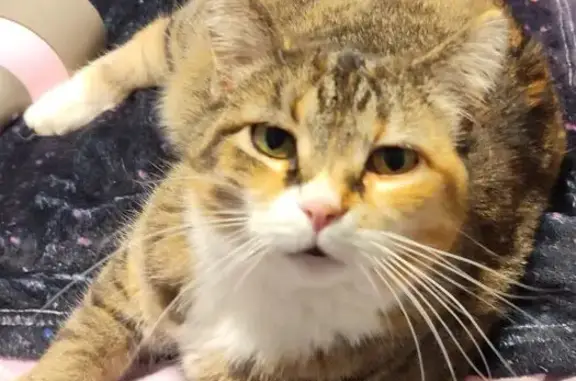 Lost Cat: Salt & Pepper with Orange Spots
