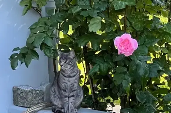 Chatte tigrée perdue à Massongy - photo