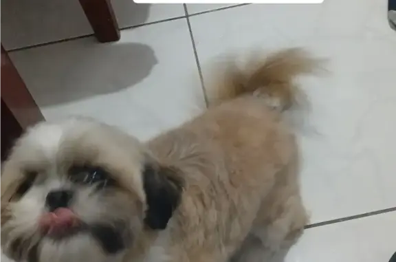 cachorro desaparecida