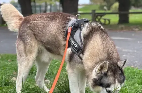 Chien trouvé , photo: Husky trouvé avec harnais à Saint-Viaud