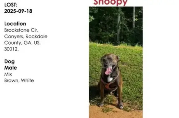 Lost 4-Year-Old Dog in Conyers Area