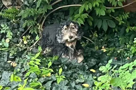 Chien trouvé Nantes, photo: Cocker noir et beige errant à Nantes