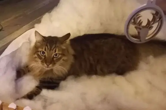 Chat mâle 5 ans perdu à Marseille - photo