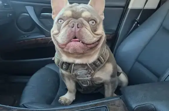Lost French Bulldog: Isabella, Boyle Heights