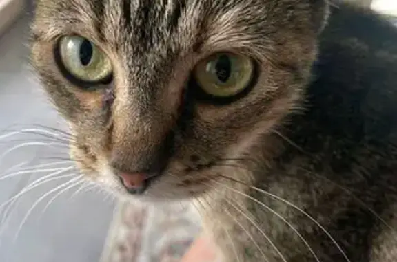 Chatte tigrée perdue à La Rochelle - photo