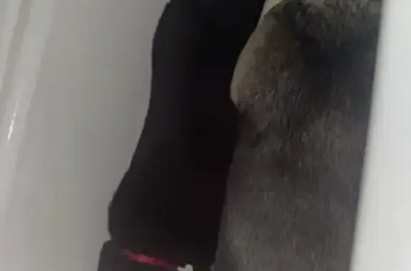 Missing dog Council Bluffs, photo: Lost Black Dog with Red Collar on S 9th