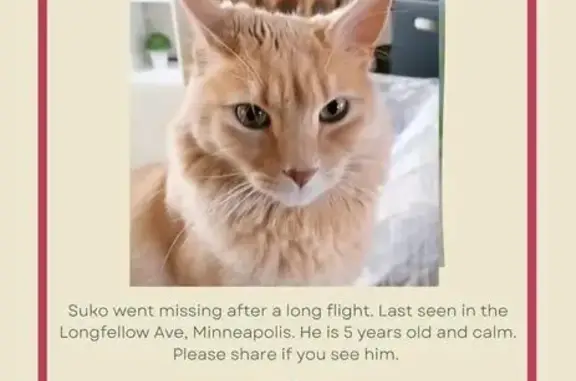 Lost Orange Tabby, Cedar Ave, Minneapolis