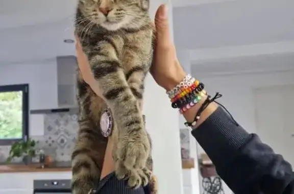 Animaux trouvés , photo: Chaton tigré sociable trouvé à Serbannes