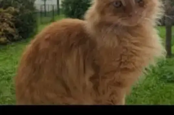Tyrion, chat roux tigré perdu à Izon - photo