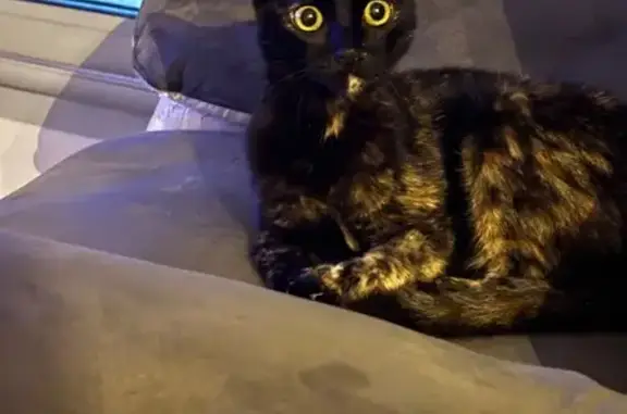 Chat trouvé Bayonne, photo: Chatte écaille sociable trouvée à Bayonne