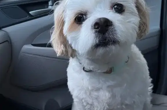 Missing dog , photo: Lost Dog: White & Tan, Cypress Hammock Dr.