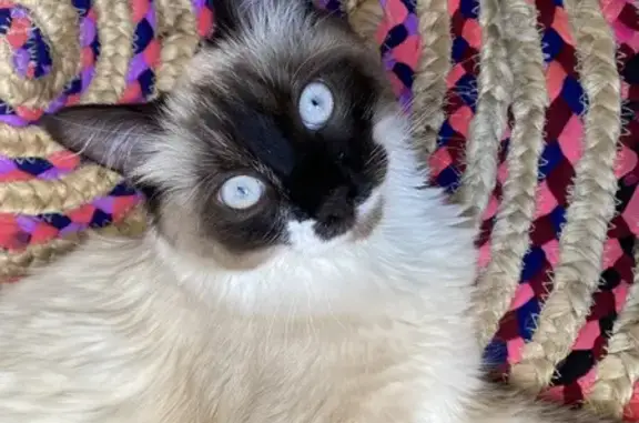 Chat mâle perdu à Golbey : Kitty blanc/marron - photo