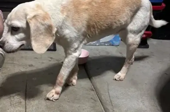 Found dog Chula Vista, photo: Calm Female Beagle Found in Eastlake