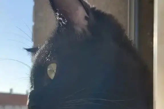 ¡Ayuda! Gata Negra Perdida en Cerro de Reyes