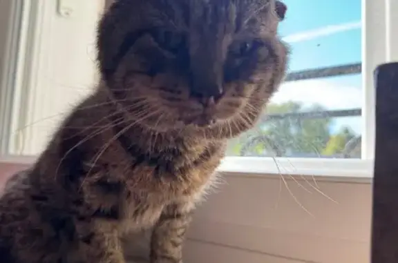 Chat trouvé , photo: Chat trouvé en soins vétérinaires au Havre