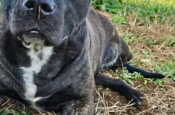 Missing dog , photo: Sweet 3-Legged Dog Lost in Washburn