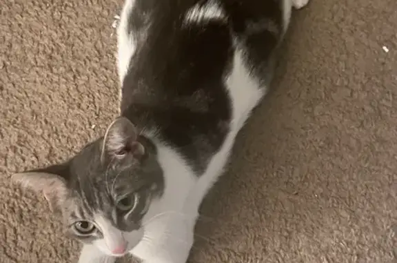 Lost Bobtail Cat: Small, Grey & White
