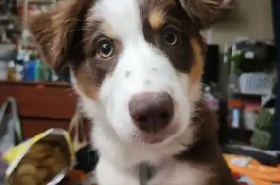 Missing dog Springfield, photo: Lost Mini Aussie: Sweet Mabel Missing!