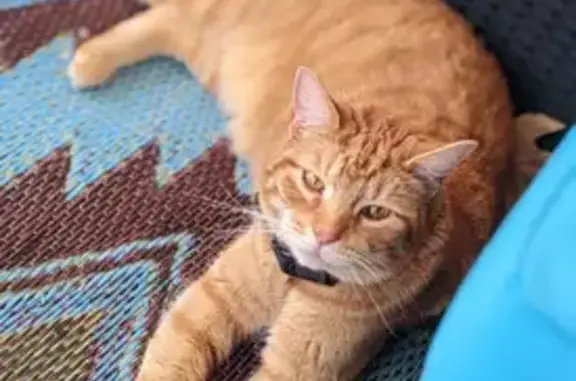Lost Orange Tabby: Ted with AirTag