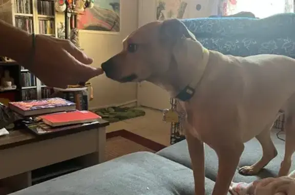 Lost Skittish Dog: 'Mickey' in Phoenix