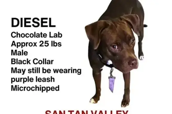Lost Dog: Timid Brown Lab/Pit Mix