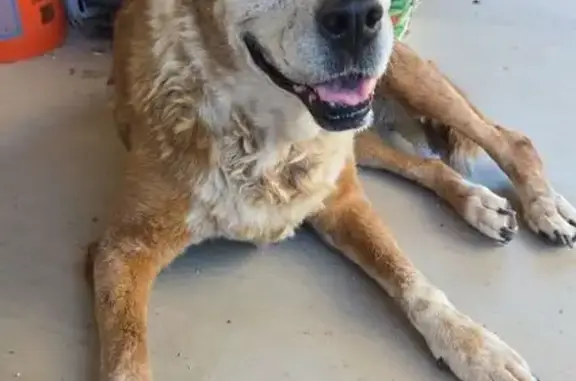 Found dog Tucson, photo: Found: Elderly Tan & White Dog in Tucson