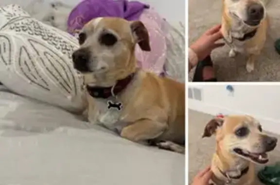 Lost Chihuahua in Iona, ID: Light Brown