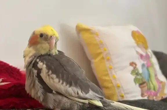 Friendly Cockatiel Lost in NC: Skittles - photo