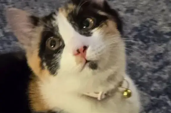 Lost 5-Month-Old Cat in Plainfield Area
