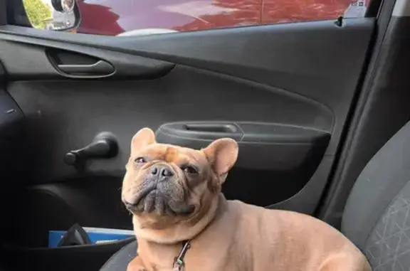 Lost French Bulldog - Laurel Valley Dr