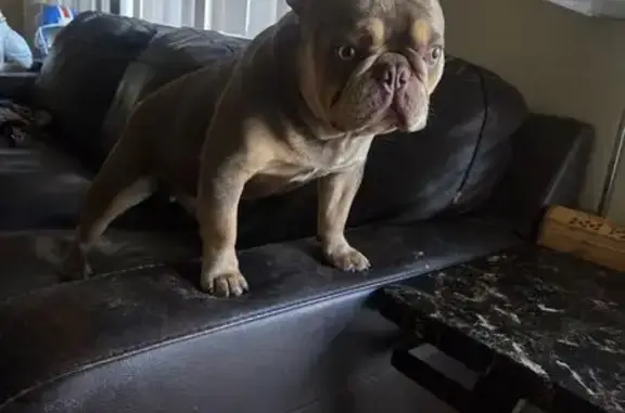 Lost French Bulldog in Boyle Heights