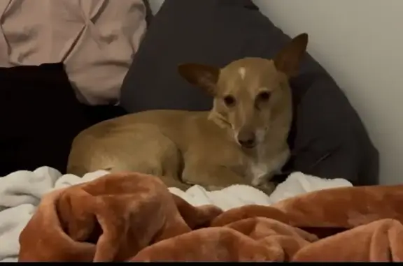 Help Find Maya: Missing from Redskin Dr!