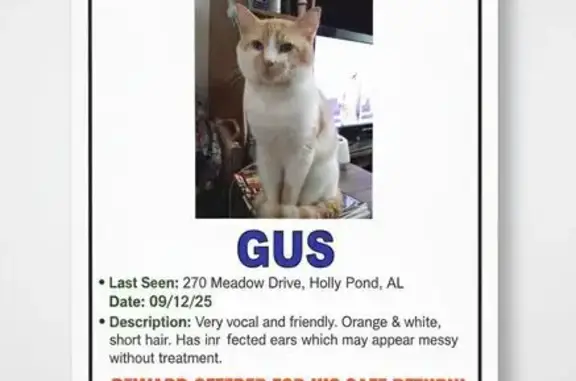 Lost Cat: Friendly, Needs Ear Care - Help!