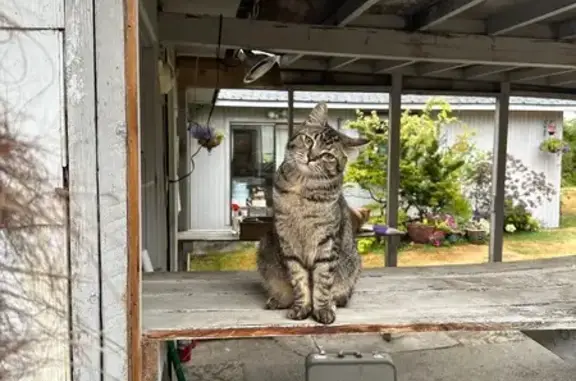 Missing: Luna, Unique Tabby from Milton