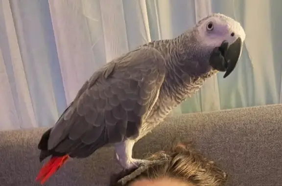 Lost Grey Bird, Red Tail - Cronin Dr 606