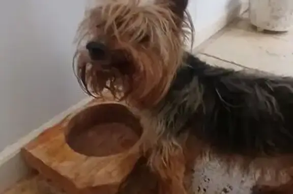 Found Yorkie: Brown & Black, Reynoldsburg