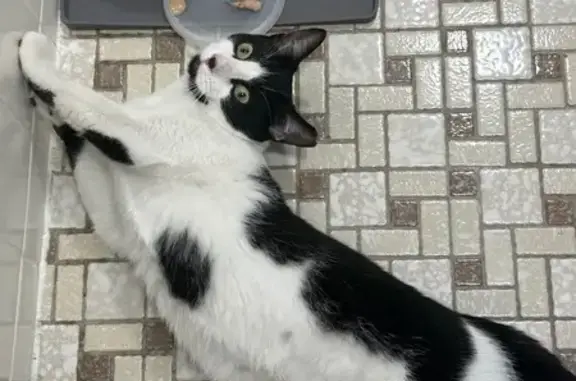 Missing cat New York, photo: Lost Cat: Unique Black & White in NY