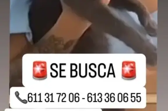 ¡Ayuda a encontrar a Chiki, gatita perdida!