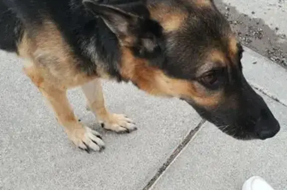 Found dog Paradise, photo: Found: Older German Shepherd in Telluride
