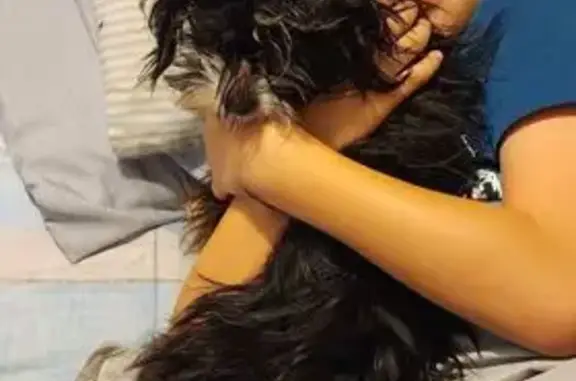 Lost Shihtzu-Maltese: Black & White, Adel