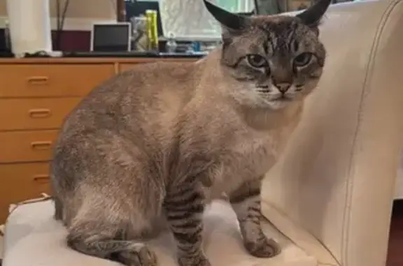 Lost Cat: Gray Siamese Mix on 65th Ave