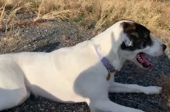 Help Find Ladybird: Tall Great Dane Mix