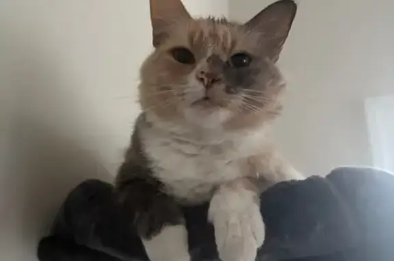 Lost Cat: Friendly 4-Year-Old in Franklin