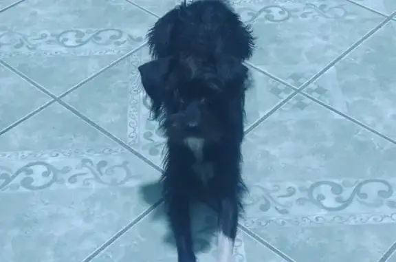 ¡Ayuda a encontrar a nuestra perrita perdida!