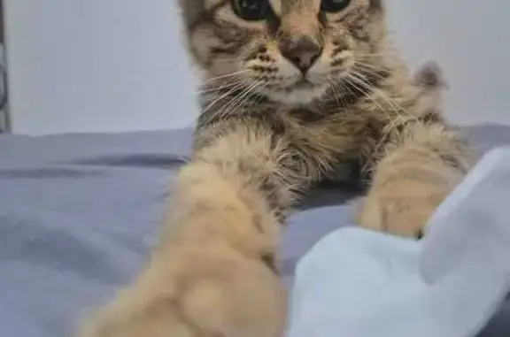 Gato encontrado , foto: Gato Gris Rayado Encontrado en Tlahuac