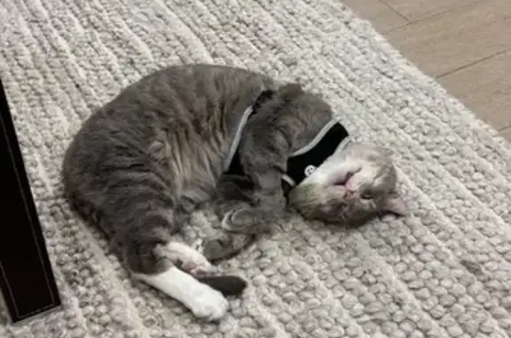 Lost: Timid Grey Cat Oscar on 8th Ave